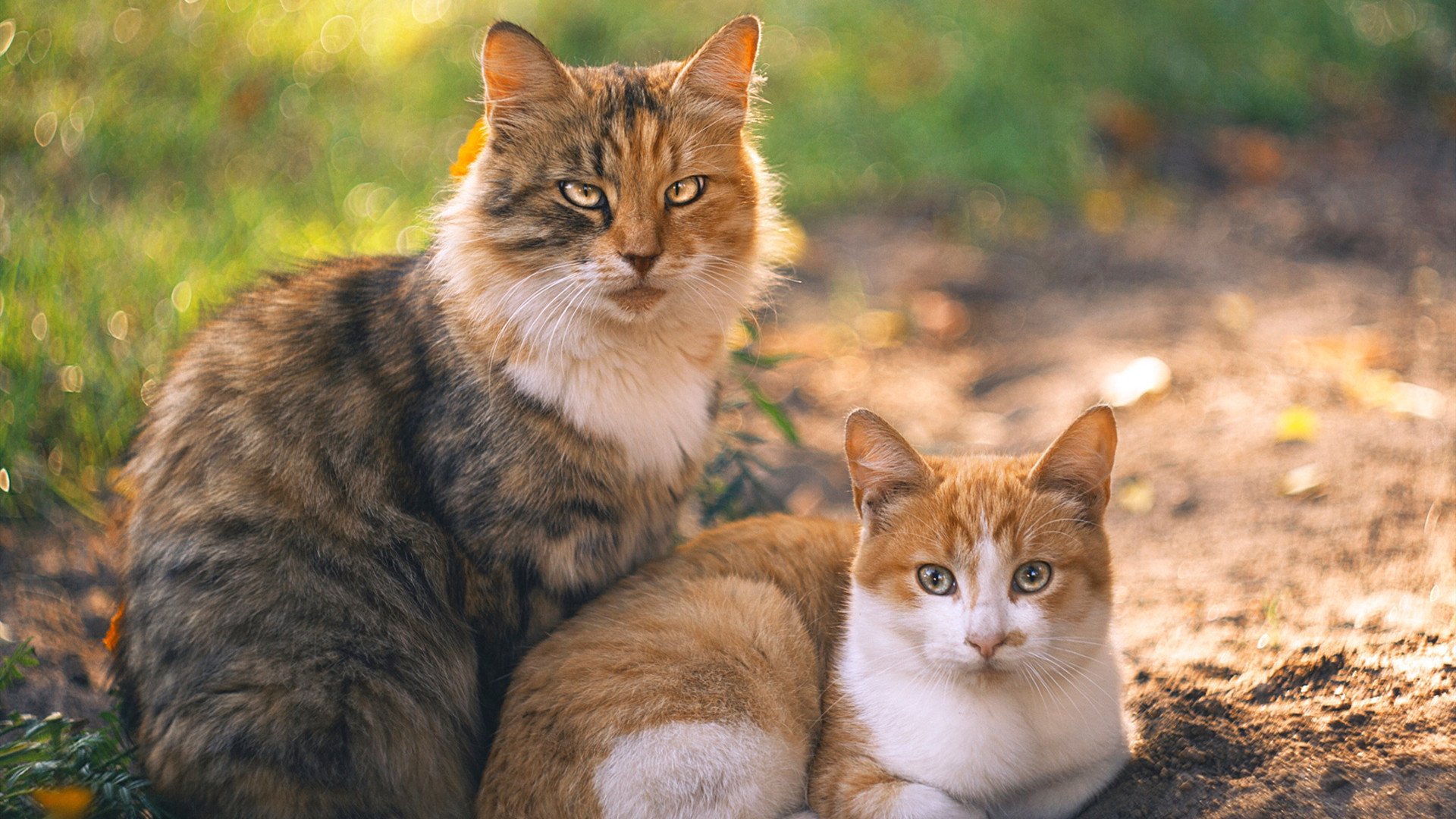 爱游戏app推荐-中超主力替补替换比例对比赛走势影响，中超谁替补江苏
