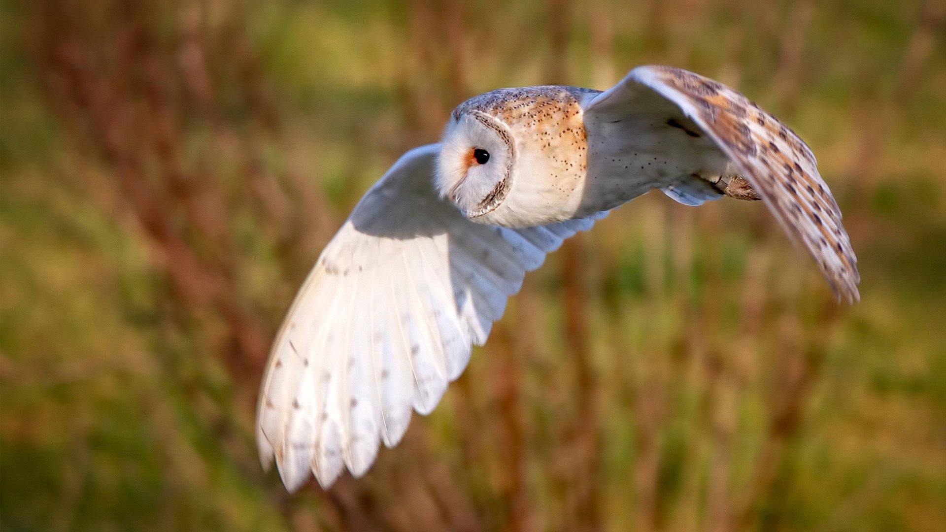 中超主教练战术风格适配度雷达图,中超新任主教练