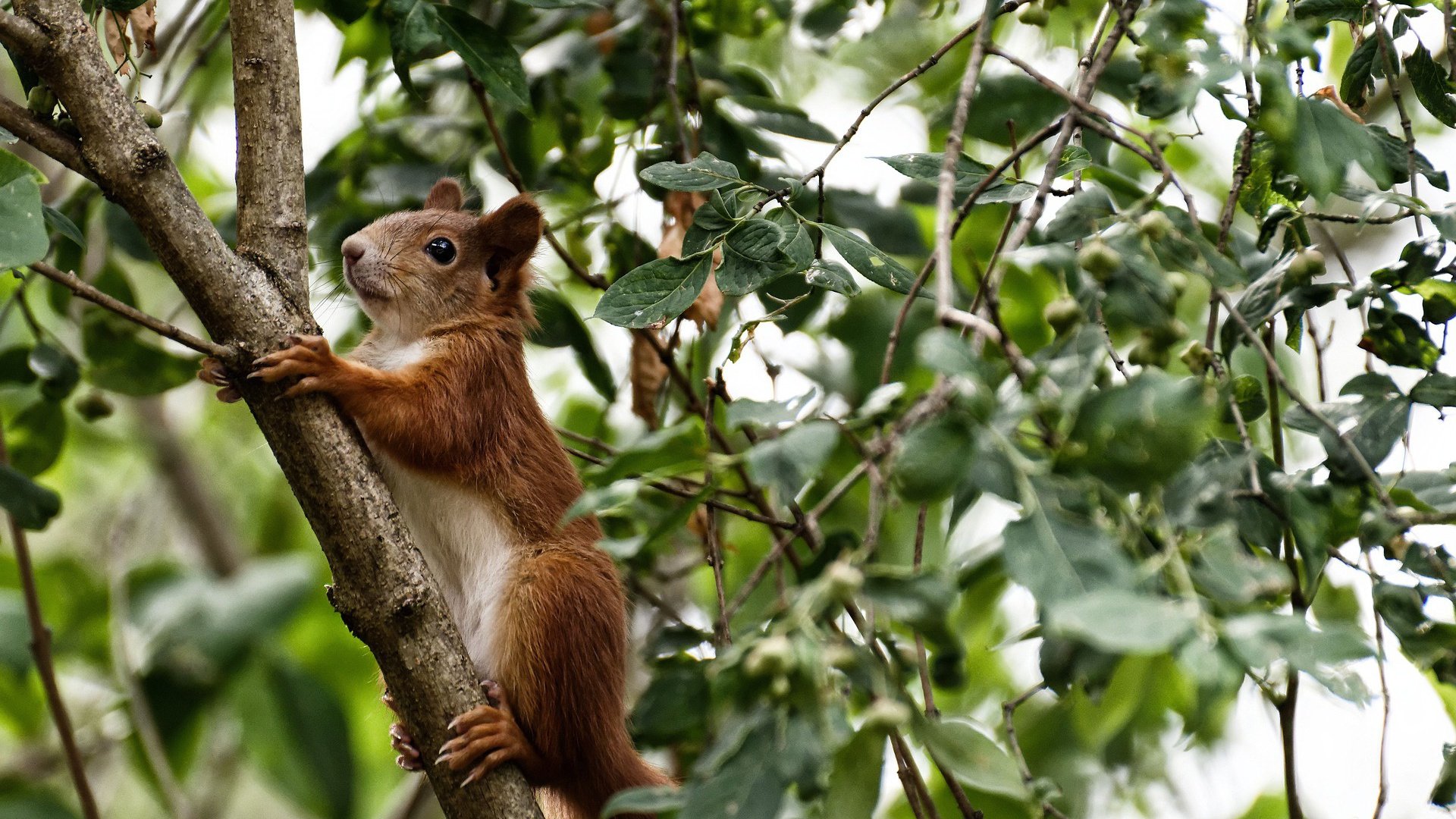中超俱乐部主场氛围评分模型，中超分组怎么分的