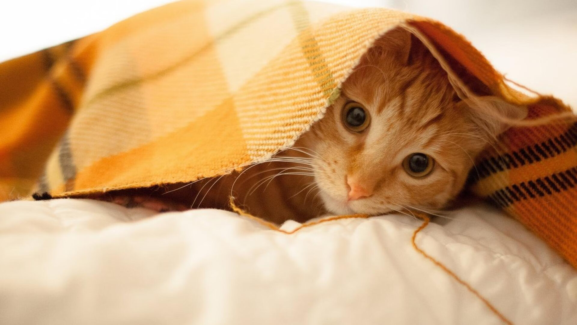 中超俱乐部人员调整频率统计，2020中超各俱乐部实力分析