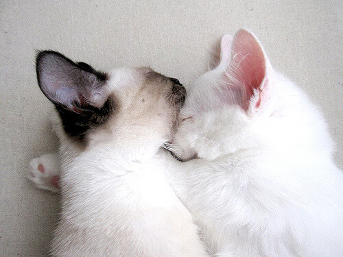 青训对技术动作标准化教学是否系统,青训的重要性